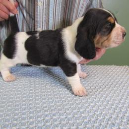 Lacy - Black white and brown female Basset Hound puppy in Francesville, Indiana from Sandyhill Basset Hounds