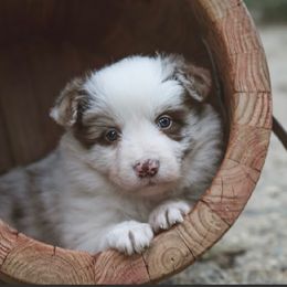 Kate (please read description) - Red merle female Border Collie puppy in Sanger, California from Flying M Cactus Ranch Buddies