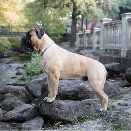 Bourbon - Bullmastiff