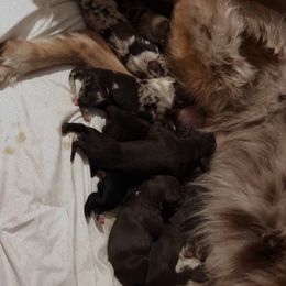 Australian Shepherd Puppies from Chapman’s Australian Shepherds