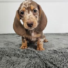 Chocolate and tan dapple female 2 - Dapple female Dachshund puppy in Belle Rive, Illinois from Akin's Miniature Dachshunds, LLC