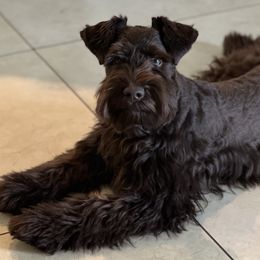 Miniature Schnauzers from South Florida Miniature Schnauzers