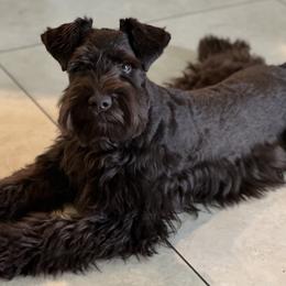 Miniature Schnauzers from South Florida Miniature Schnauzers