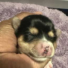 Maltese, Morkie, Poodle, and Yorkshire Terrier Puppies from YorkiesPawsLife