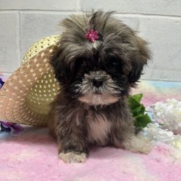 Lhasa Apso Puppies from barbara henderson
