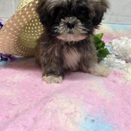 Lhasa Apso Puppies from barbara henderson