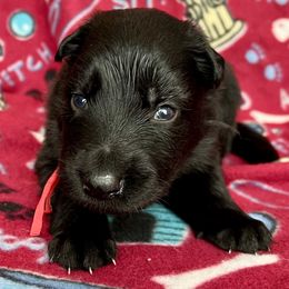 Red collar - Black male German Shepherd puppy in Allentown, Pennsylvania from VMH Shepherds
