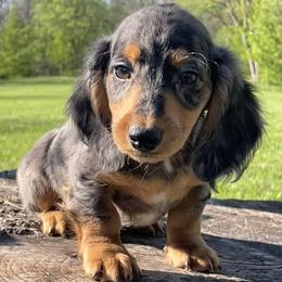 Fritz - Dapple male Dachshund puppy in Industry, Illinois from KDKs Kennels