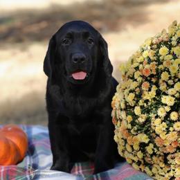 Green Collar Male - Black male Labrador Retriever puppy in Fair Oaks, California from Twisted Ranch Retrievers