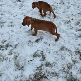 Balint - Golden rust male Vizsla puppy in Mc Donald, Pennsylvania from Rust Creek Vizslas