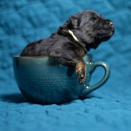 German Shepherd Puppies from Crescent Lake Shepherds