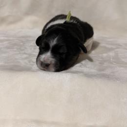 Lime Green Ribbon Black Tri Boy - Black tri-color male Australian Shepherd puppy in Dundee, Ohio from Aussies Of Circle H