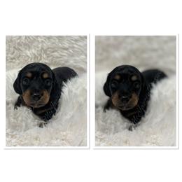 Brody - Black and tan male Dachshund puppy in Chehalis, Washington from McJazzin Doxies