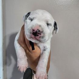 Gameboy - White and black male Dalmatian puppy in Gray, Georgia from Fuller Spots