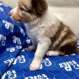 Border Collie Puppies from Kuponya Kennels & Kids