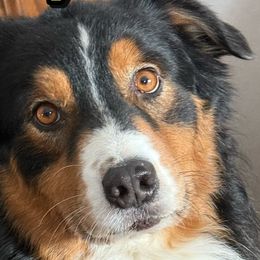 Wiley - Australian Shepherd