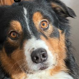 Wiley - Australian Shepherd