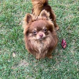 Chihuahuas from Gemstone Chihuahuas