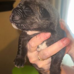 Girl 2 - Black brindle female Cane Corso puppy in Gwinnett County, Georgia from Better Than You Cane Corso’s