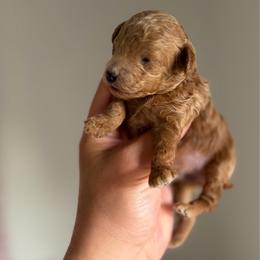 Male 1 - Red  male Poodle puppy in Lancaster, California from Fancy Red Poodles
