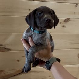 Lily-Light Blue Girl - Liver roan German Shorthaired Pointer puppy in Payneville, Kentucky from Roan Point Kennel
