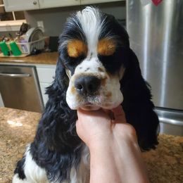 Pigeon - Cocker Spaniel
