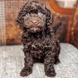Carol - Chocolate female Australian Labradoodle puppy in Decatur, Alabama from Southern Meadows Doodles