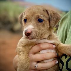 Aussiedoodle and Leopardoodle Puppies from A Puppy Crush