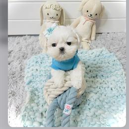 Maltese and Yorkshire Terrier Puppies from tatortot pup