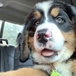 Bernese Mountain Dog Puppies from D’S Bernese Mountain Dogs