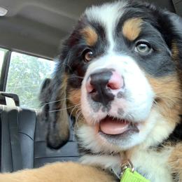 Bernese Mountain Dog Puppies from D’S Bernese Mountain Dogs