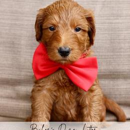 Fudge - Red  male Goldendoodle puppy in Comanche, Texas from Central Texas Doodles, LLC.