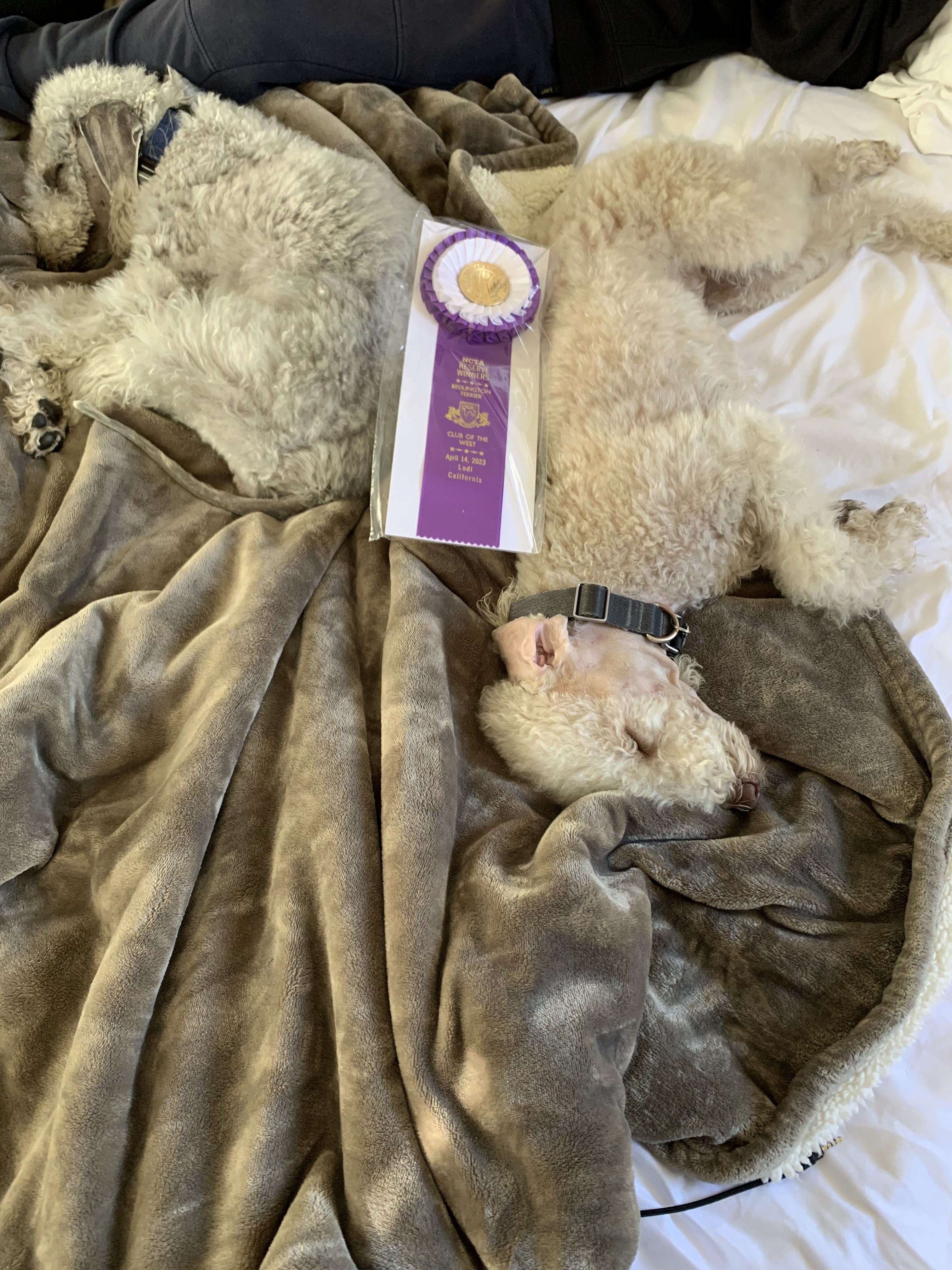 Svetlana's Bedlington Terriers in California Bedlington Terrier