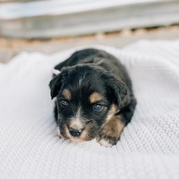 Venus - Black tri female Miniature Australian Shepherd puppy in Enoch, Utah from Twisted H Aussies