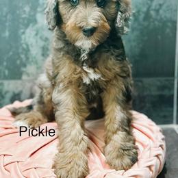 Pickle - Blue merle female Bernedoodle puppy in Pasco, Washington from Camp Doodle Woods