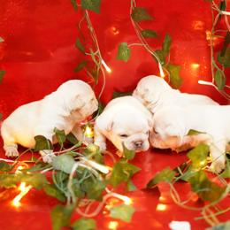 French Bulldog Puppies from Exquisite Taste Kennels