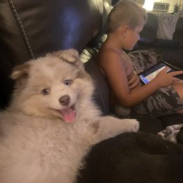 Pomsky Puppies from Pomskies 4 Dayz
