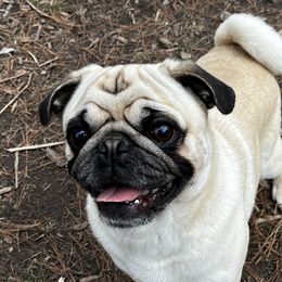 Gator - Pug