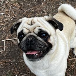 Gator - Pug