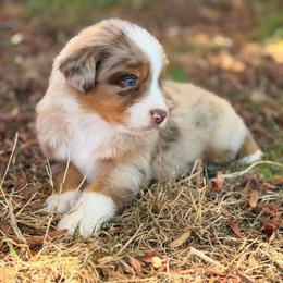 Binx - Red merle male Australian Shepherd puppy in Oakridge, Oregon from Middle Fork Australian Shepherds