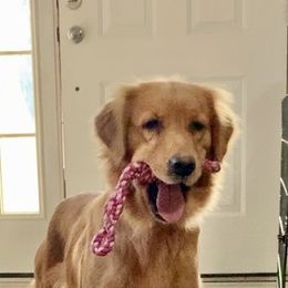 Golden Retriever Puppies from Candy Rock Golden Retrievers