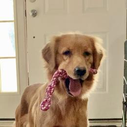 Golden Retriever Puppies from Candy Rock Golden Retrievers