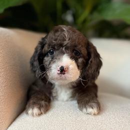 Clove - Merle male Cockapoo puppy in Morehead, Kentucky from Critter Springs Farm