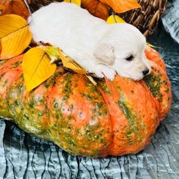 Copper - Wheaten male Miniature Schnauzer puppy in Moreauville, Louisiana from Bayou Schnauz and Dals