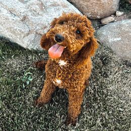 Roxy - Poodle