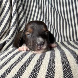 MM MALE 1 - Piebald male Dachshund puppy in Elkhart, Indiana from Hart City Dachshunds