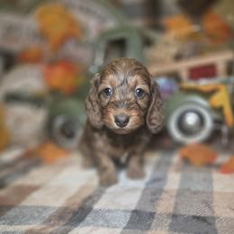 Violet 2800 - Chocolate and tan female Dachshund puppy in Bristol, Tennessee from It's Mini Wieners Baby