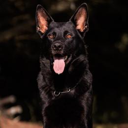 Yuji - German Shepherd