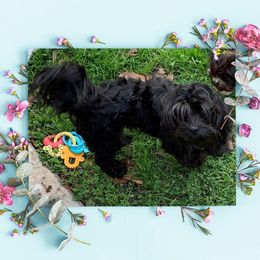 Poe - Havanese
