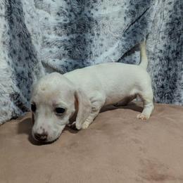 2 - Silver Moona -Possibly Keeping - Piebald female Dachshund puppy in Central Point, Oregon from MRS Long Dog Ranch